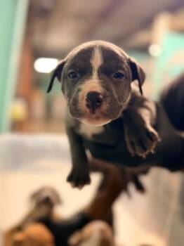 Roman -  American Staffordshire Terrier and Mixed Breed Dog for Adoption in Rockport, Texas - Roman | PetCurious