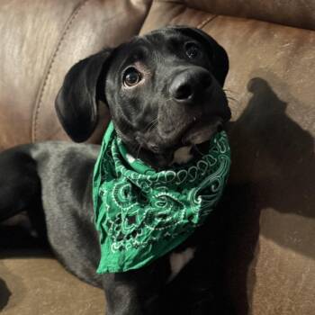 Johnny -  Mixed Breed Dog for Adoption in Lakewood Ranch, Florida - Johnny | PetCurious
