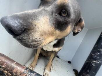 Pit Bull Terrier and Mixed Breed Dogs Available for Adoption in Houston, Texas - A655350 | PetCurious