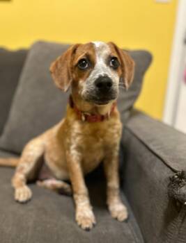 Rescue Beagle Dogs for Adoption in Newtown, Connecticut - Mavis | PetCurious