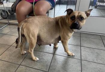 American Staffordshire Terrier Dogs Available for Adoption in San Antonio, Texas - LULU | PetCurious