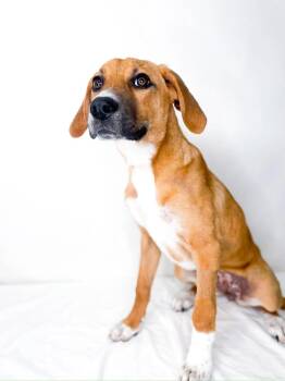 Great Pyrenees Dogs Available for Adoption in Bixby, Oklahoma - Aria | PetCurious