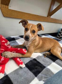 Poppy -  Mixed Breed Dog for Adoption in Roosevelt, Utah - Poppy | PetCurious