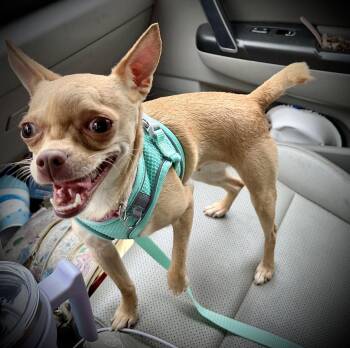 Suzi -  Chihuahua Dog for Adoption in Holly Springs, North Carolina - Suzi | PetCurious