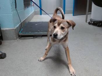 Beagle and Mixed Breed Dogs Available for Adoption - ZARI | PetCurious