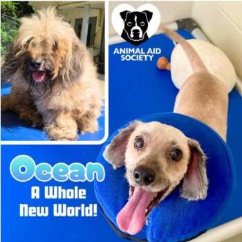 Ocean -  Lhasa Apso Dog for Adoption in Hampton, Virginia - Ocean | PetCurious