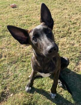 Rescue Dutch Shepherd Dogs for Adoption in Little Elm, Texas - Kobe | PetCurious