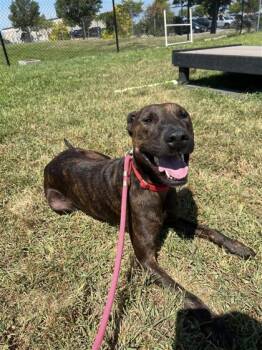 Rescue Mixed Breed Dogs for Adoption in West Chester, Pennsylvania - Egypt | PetCurious