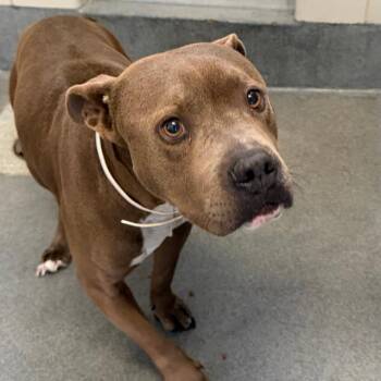 American Staffordshire Terrier Dogs Available for Adoption - MALIKEY | PetCurious