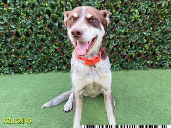 GOLAN -  Mixed Breed Dog for Adoption in West Palm Beach, Florida - GOLAN | PetCurious