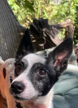 Sophie -  Chihuahua Dog for Adoption in Spring, Texas - Sophie | PetCurious