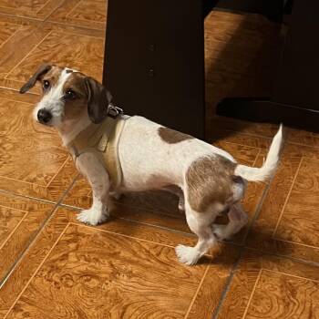 Mr. Darcy -  Miniature Dachshund Dog for Adoption in Baton Rouge, Louisiana - Mr. Darcy | PetCurious