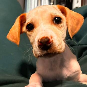 Labrador Retriever Dogs Available for Adoption - Chai | PetCurious