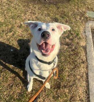 Rescue German Shepherd Dog and Siberian Husky Dogs for Adoption in Vaughan, Ontario - RICKY | PetCurious