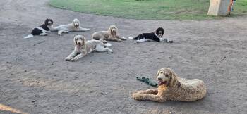 Rescue Labradoodle Dogs for Adoption in Manteca, California - Pardi Doodles | PetCurious