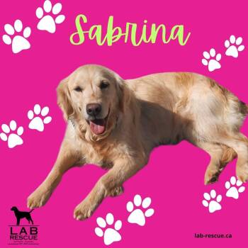 Golden Retriever Dogs Available for Adoption in Oakville, Ontario - Sabrina | PetCurious
