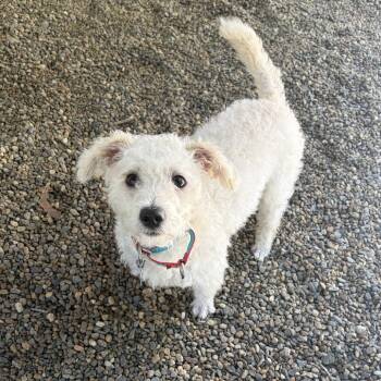 Lila -  Miniature Poodle and Mixed Breed Dog for Adoption in Hopkinton, Massachusetts - Lila | PetCurious