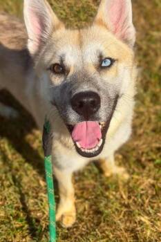 Joker -  Mixed Breed Dog for Adoption in Cincinnati, Ohio - Joker | PetCurious