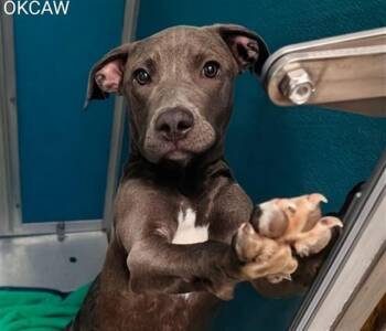 A478001 -  Pit Bull Terrier and Labrador Retriever Dog for Adoption in Oklahoma City, Oklahoma - A478001 | PetCurious