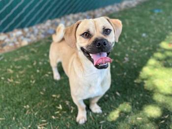 RANGER -  Terrier and Mixed Breed Dog for Adoption in Antioch, California - RANGER | PetCurious