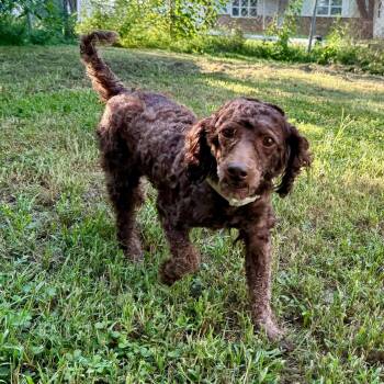 Maggie -  Miniature Poodle Dog for Adoption in Springfield, Missouri - Maggie | PetCurious