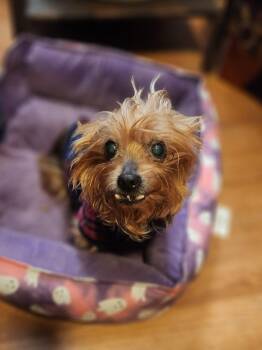 Rescue Yorkshire Terrier Dogs for Adoption in Merrillville, Indiana - Bright | PetCurious