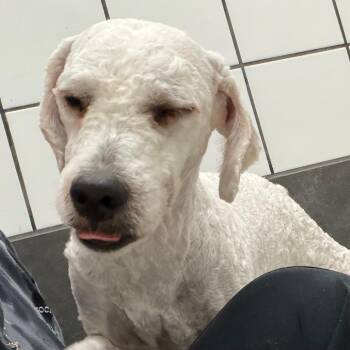 Milo -  Golden Retriever and Poodle Dog for Adoption in Zanesville, Ohio - Milo | PetCurious