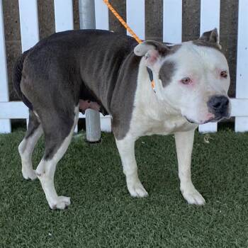 PILAR NINO -  Pit Bull Terrier Dog for Adoption in Modesto, California - PILAR NINO | PetCurious