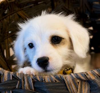 Yosemite -  Maltipoo and Chihuahua Dog for Adoption in San Diego, California - Yosemite | PetCurious