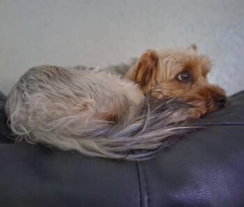Sadie -  Silky Terrier Dog for Adoption in Blanchard, Oklahoma - Sadie | PetCurious