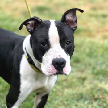 Rescue Mixed Breed Dogs for Adoption in Huntington, West Virginia - Einstein | PetCurious