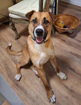 Labrador Retriever Dogs Available for Adoption in Stratham, New Hampshire - Chuck | PetCurious