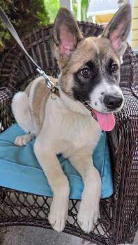 Cocoa -  German Shepherd Dog Dog for Adoption in Harlingen, Texas - Cocoa | PetCurious