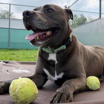 Port -  Pit Bull Terrier Dog for Adoption in Harrisonburg, Virginia - Port | PetCurious