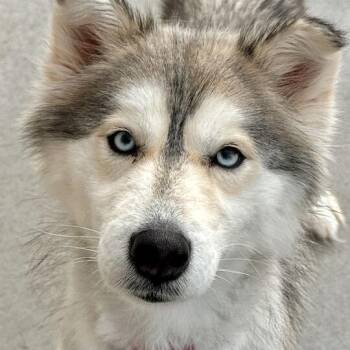 Siberian Husky Dogs Available for Adoption - Princess Leia | PetCurious