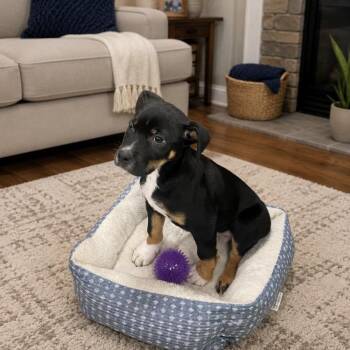 Walker -  Shepherd and Rottweiler Dog for Adoption in Hagerstown, Maryland - Walker | PetCurious