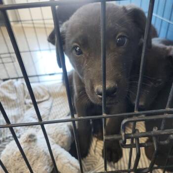 Labrador Retriever Dogs Available for Adoption in Kingman, Arizona - Luke | PetCurious
