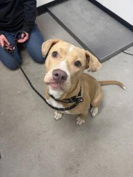 Nova -  Mixed Breed Dog for Adoption in West Chester, Pennsylvania - Nova | PetCurious