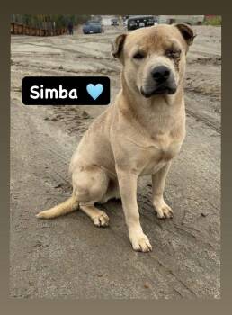 Labrador Retriever Dogs Available for Adoption - Simba | PetCurious