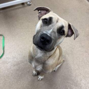 Pawdame` -  Black Mouth Cur and Mixed Breed Dog for Adoption in Hinesville, Georgia - Pawdame` | PetCurious