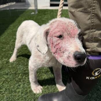 Marley -  Pit Bull Terrier and Mixed Breed Dog for Adoption in Rossville, Georgia - Marley | PetCurious