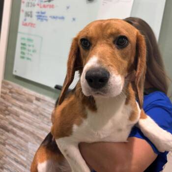 Betty aka AVQ4 - 0708 -  Beagle Dog for Adoption in Loxahatchee Groves, Florida - Betty Aka AVQ4 - 0708 | PetCurious