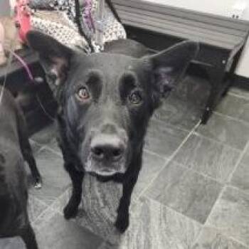 Boomer -  Shepherd and Mixed Breed Dog for Adoption in Tampa, Florida - Boomer | PetCurious