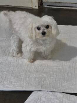 Tyler -  Maltese Dog for Adoption in Concord, North Carolina - Tyler | PetCurious