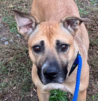 Rescue Pit Bull Terrier Dogs for Adoption in Tarboro, North Carolina - 25-662 Cranberry | PetCurious