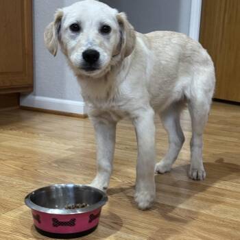 Retriever and Mixed Breed Dogs Available for Adoption - Martina | PetCurious