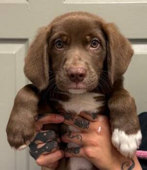 Catahoula Leopard Dog and Labrador Retriever Dogs Available for Adoption in Littleton, Colorado - Nate | PetCurious