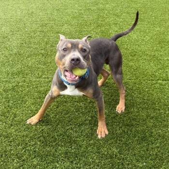 Mixed Breed Dogs Available for Adoption in Pittsburgh, Pennsylvania - Baldur | PetCurious