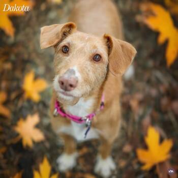 Dakota -  Mixed Breed Dog for Adoption in Hopkinton, Massachusetts - Dakota | PetCurious