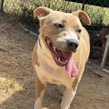 Lizzie -  Pit Bull Terrier Dog for Adoption in Horn Lake, Mississippi - Lizzie | PetCurious